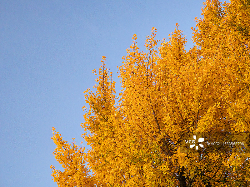 金黄色的银杏树图片素材
