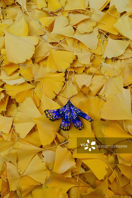 秋天。冬天。银杏叶。蝴蝶图片素材