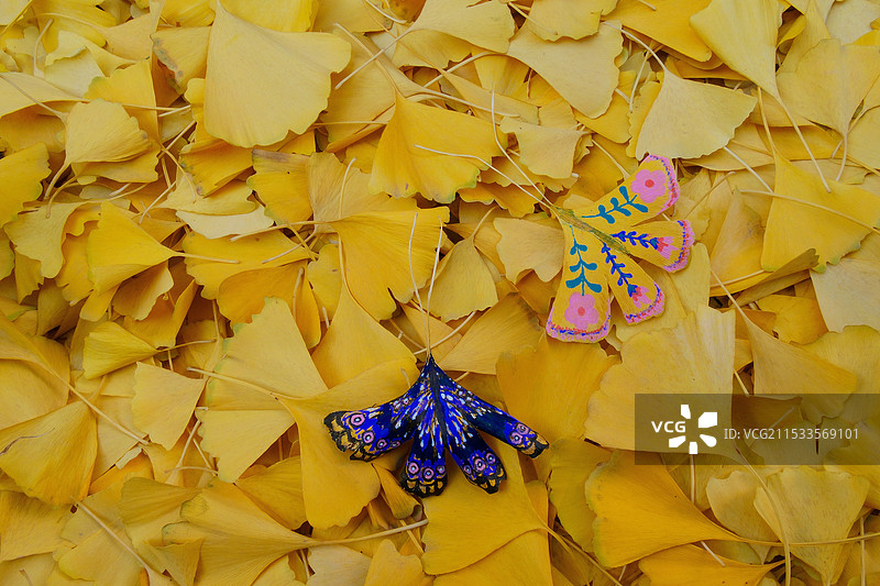 秋天。冬天。银杏叶。蝴蝶图片素材