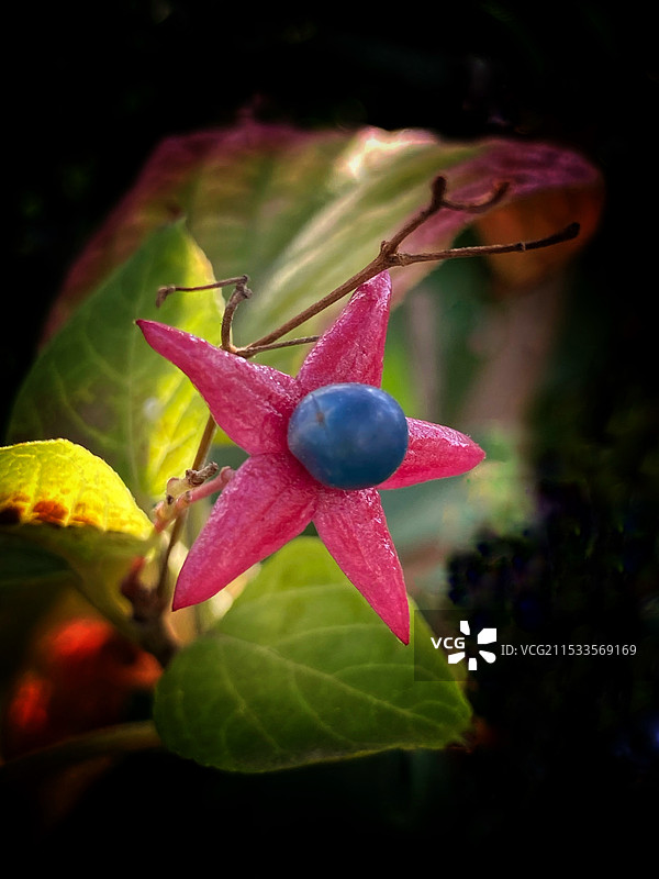 奇花异草（海州常山）图片素材