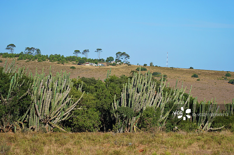 南非，自然风光，仙人掌簇图片素材