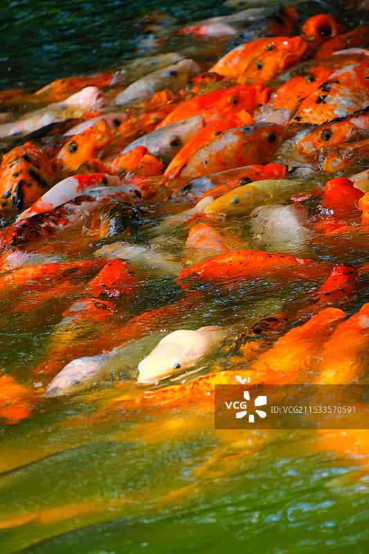 公园里抢食的锦鲤鲤鱼图片素材
