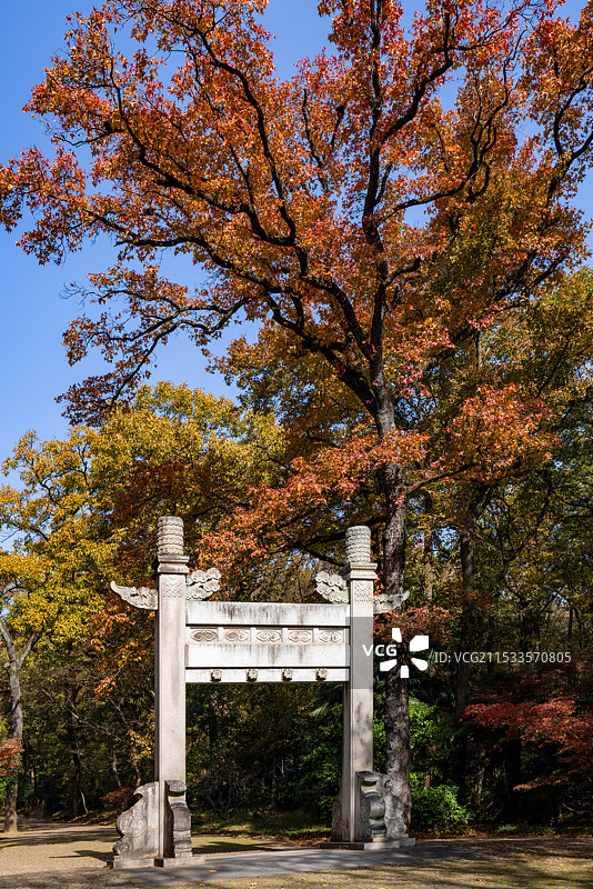 灵谷深松图片素材