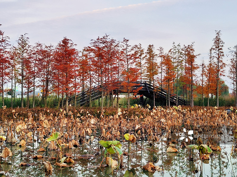 秋日灿烂的金色树林图片素材