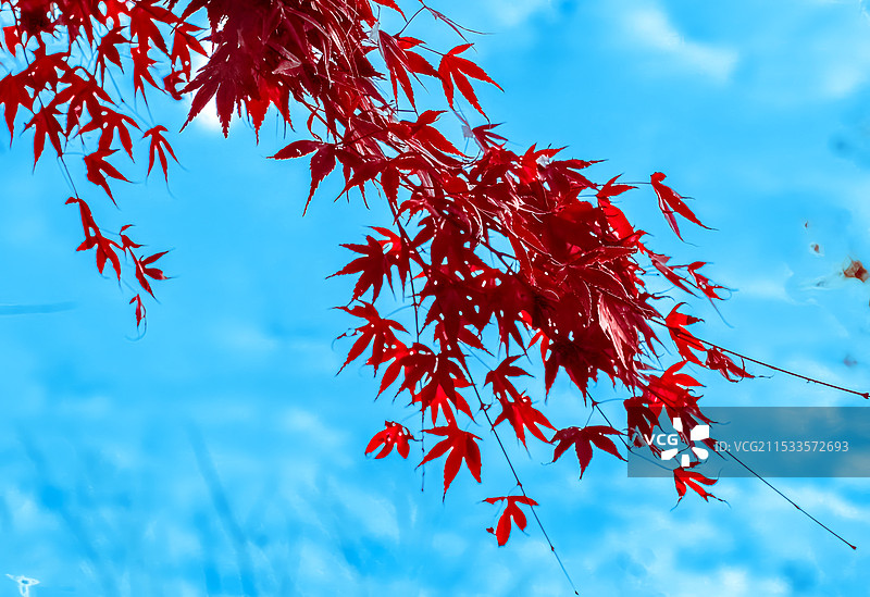 蓝天下的红色枫叶图片素材