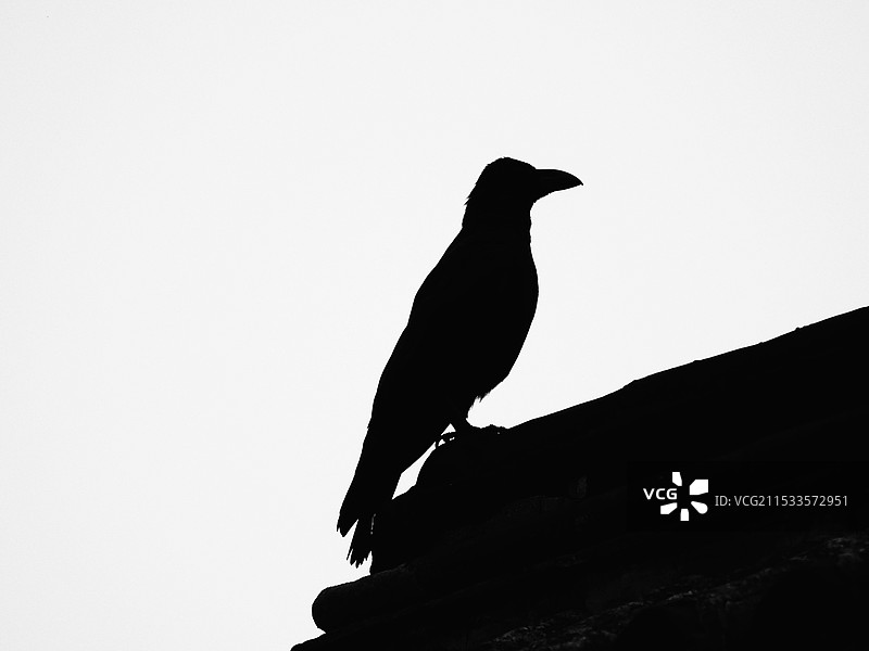 大嘴乌鸦剪影图图片素材