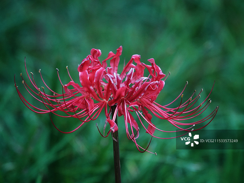 秋日记忆｜彼岸花开图片素材