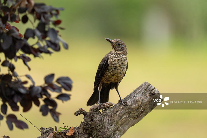 鸟栖息在树枝上的特写镜头图片素材