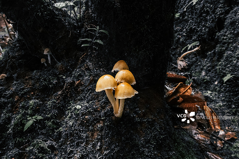 云南野生菌鸡油菌图片素材