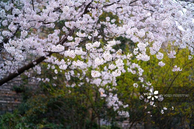 南京春天花朵图片素材