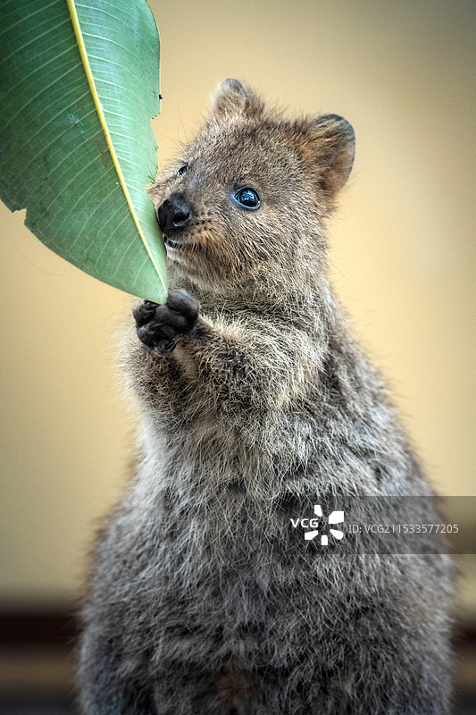 短尾矮袋鼠图片素材