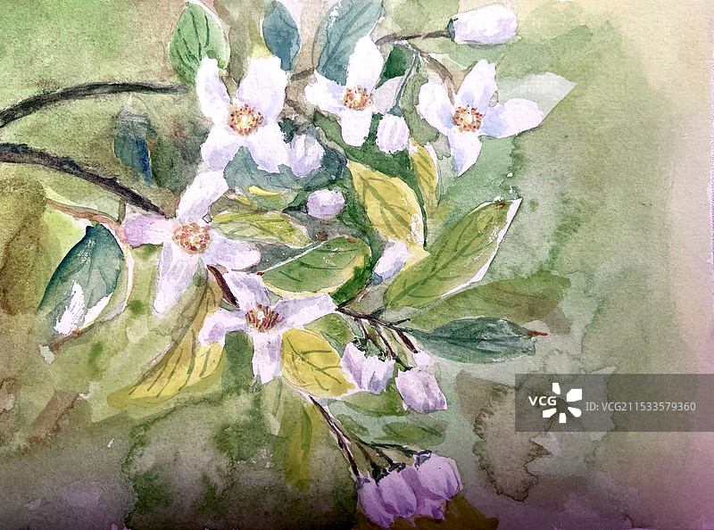 橘子花图片素材