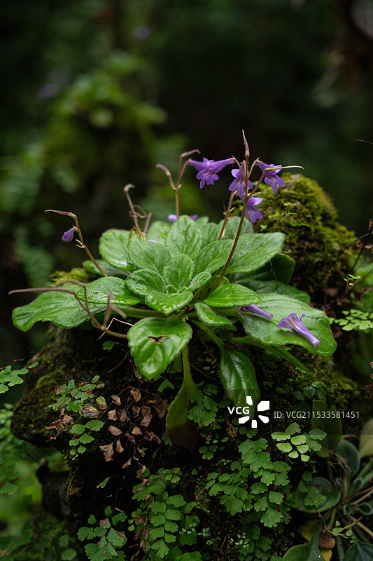 长瓣马铃苣苔图片素材