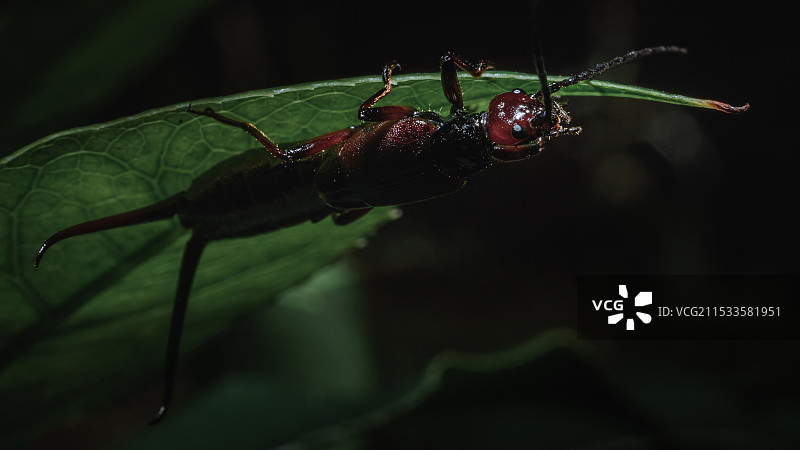 蠼螋特写图片素材