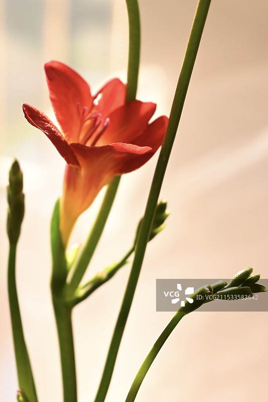 小苍兰图片素材