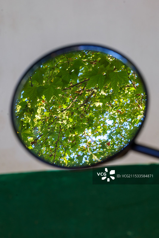 镜子倒影树叶图片素材