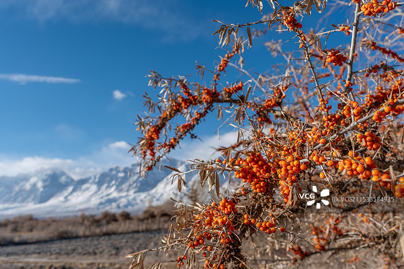 沙棘图片素材