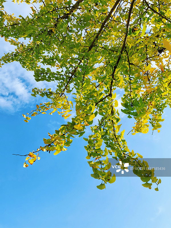 银杏叶特写图片素材