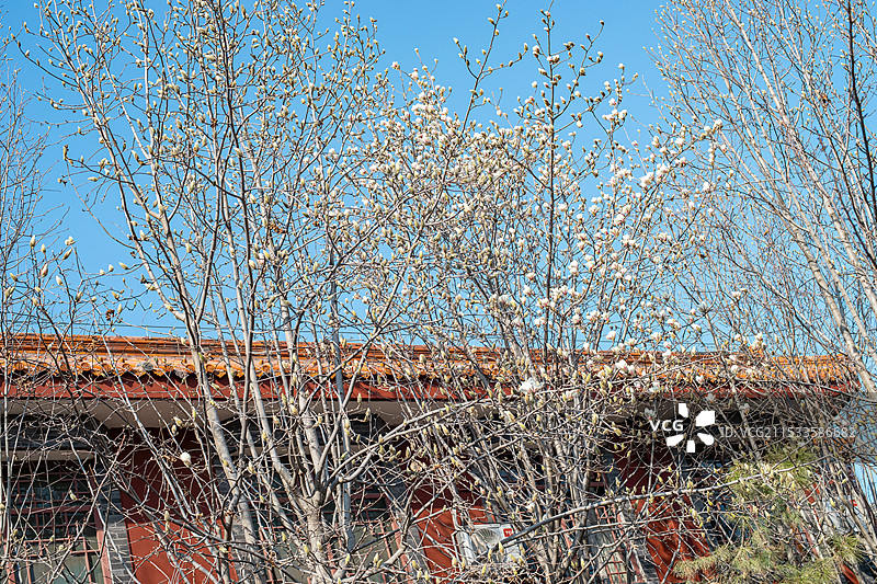 中国野生植物拍摄主题  ,春天的玉兰花植物树木，巨大的玉兰花树冠和白色的花朵，户外白昼无人图像摄影图片素材