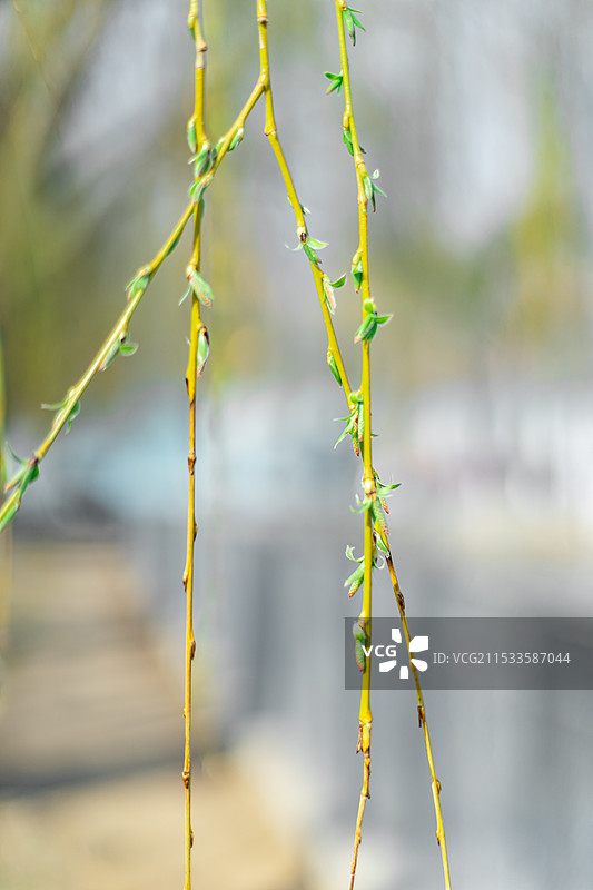 中国野生植物拍摄主题，柳树上的鲜嫩的柳枝和枝芽，户外白昼无人图像摄影图片素材