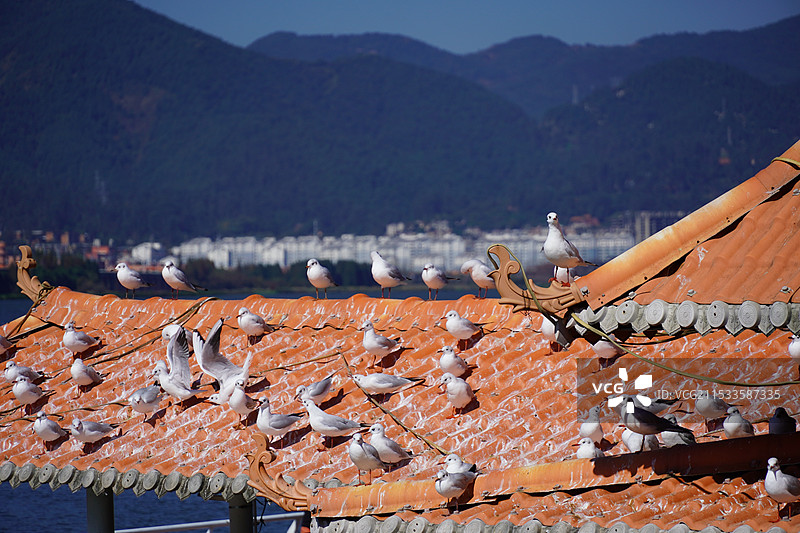 海埂大坝的海鸥图片素材