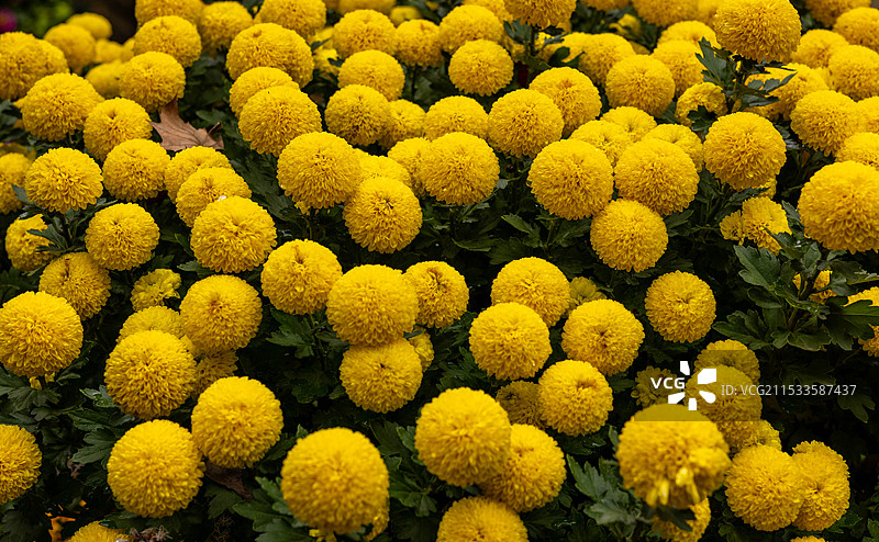 雨后菊花图片素材