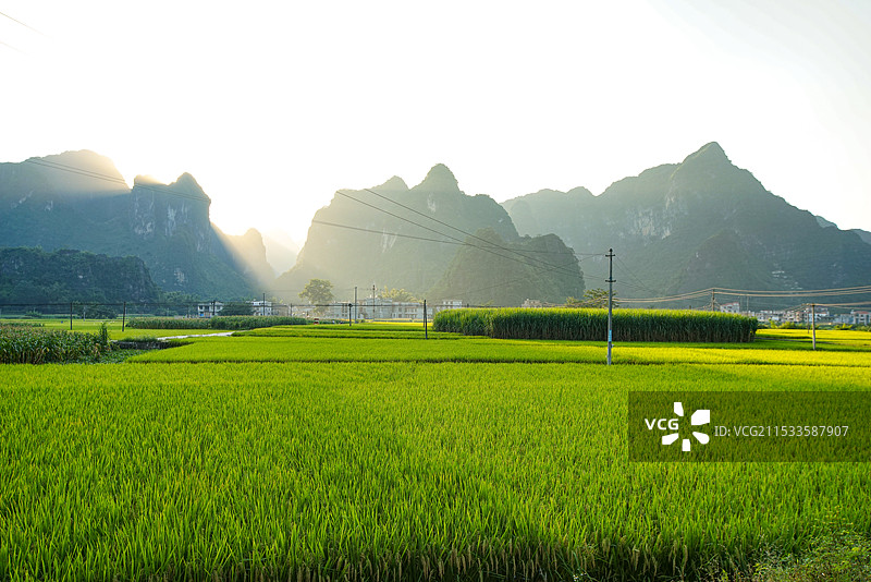 山间稻香图片素材