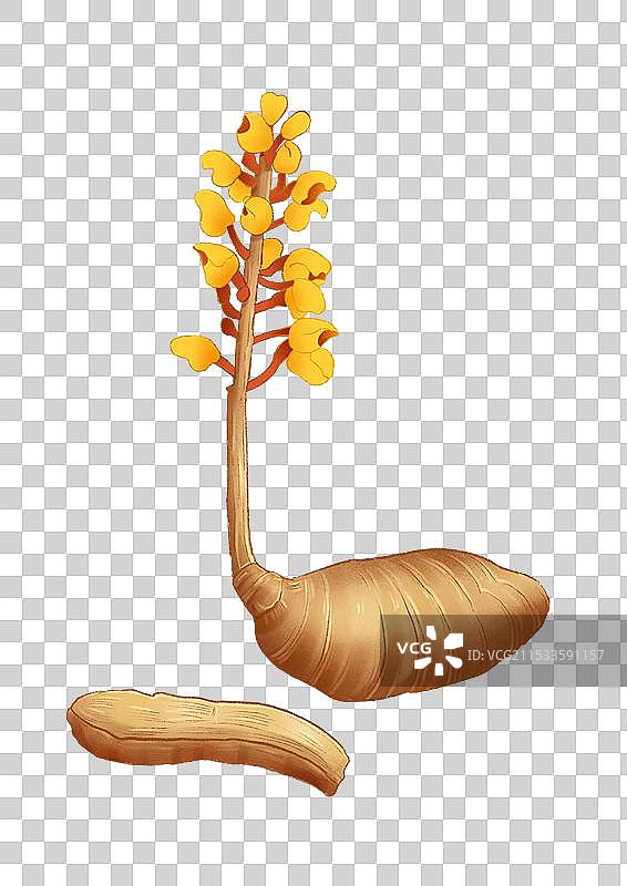 天麻中草药国潮国风水彩插画图片素材