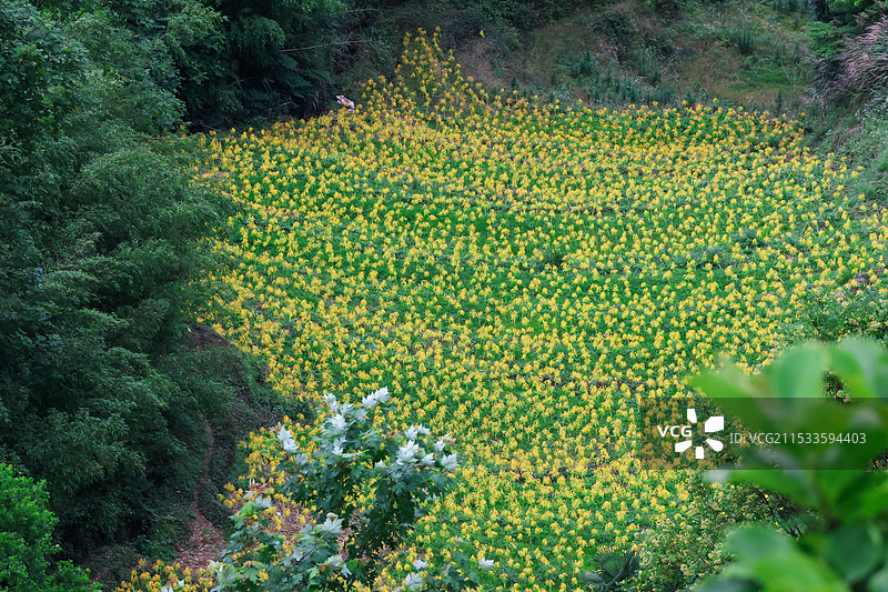 江西婺源篁岭婺女州图片素材