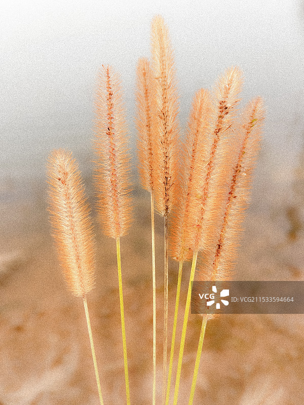 狗尾巴草图片素材