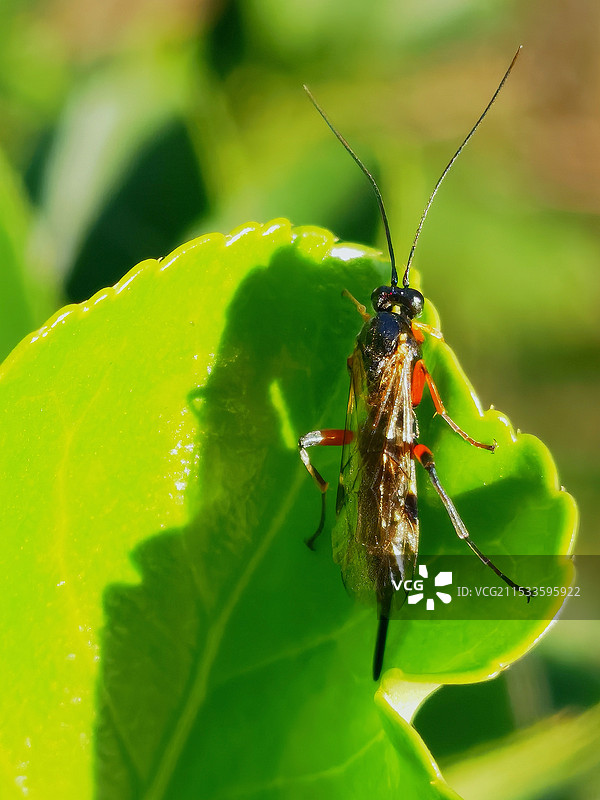 绿叶上的姬蜂图片素材