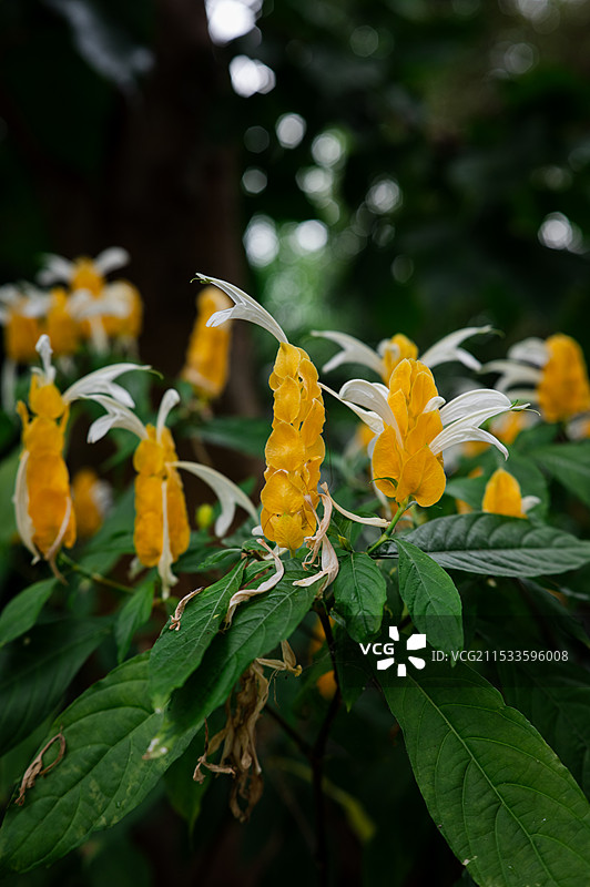 金苞花/黄虾花（Pachystachys lutea）图片素材