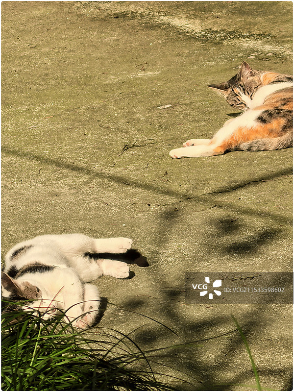 院子里的流浪猫71图片素材