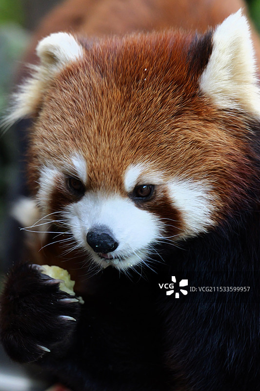沉思的网红小熊猫木兰图片素材