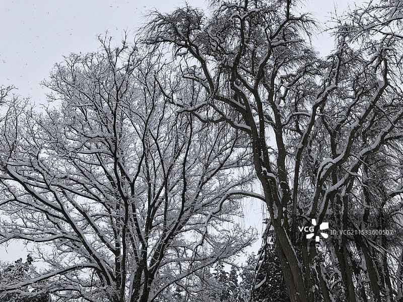 日本岩手县盛冈市盛冈八幡宫冬季雪景图片素材