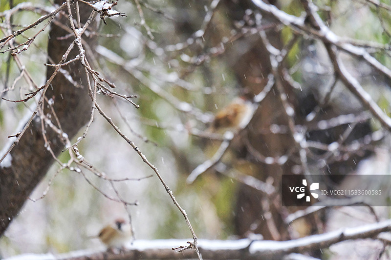 那年冬天的第一场雪图片素材