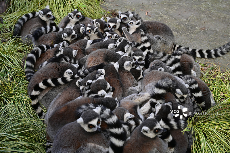 上海野生动物园环尾狐猴图片素材