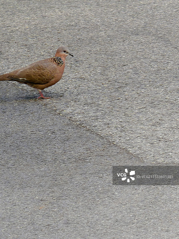 斑鸠鸟在户外活动图片素材