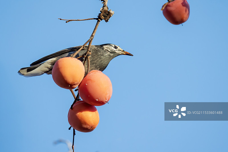 吃柿子的鸟 吃柿子的灰椋鸟图片素材