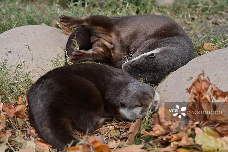 上海野生动物园水獭图片素材