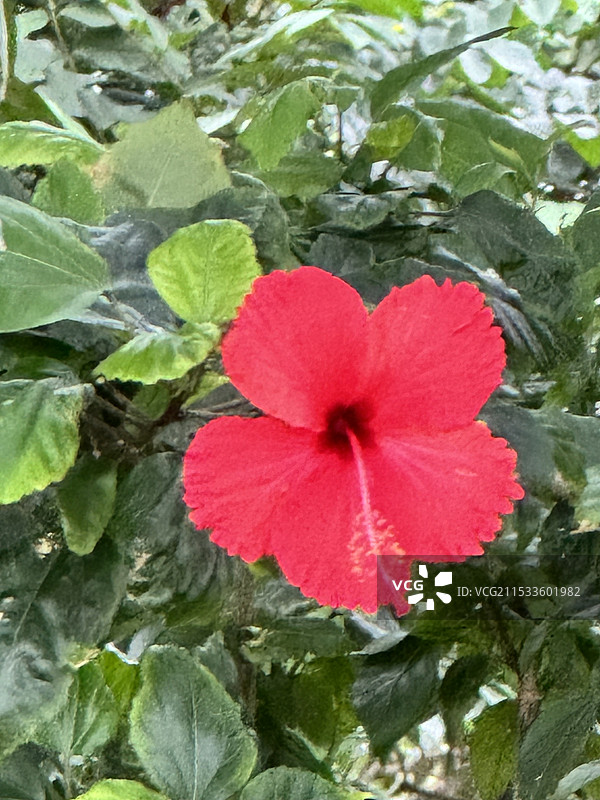 红色的小花，朱瑾木槿图片素材