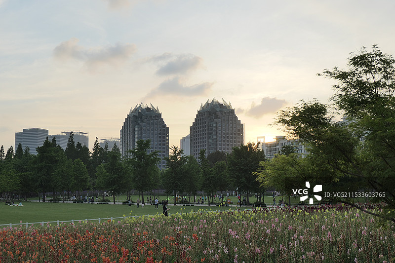 夕阳下的鲁冰花花海  上海世纪公园春天风光图片素材