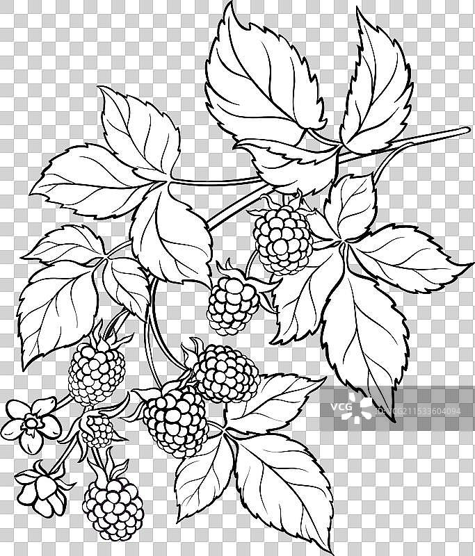 黑莓枝条轮廓图 isolated图片素材