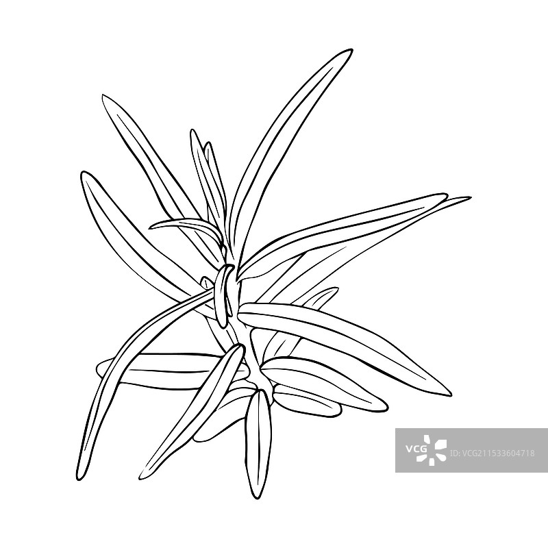 手绘的海棠果雕刻图片素材