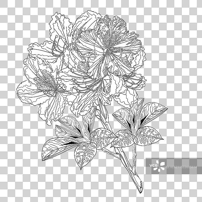 花朵轮廓小枝杜鹃山地灌木图片素材