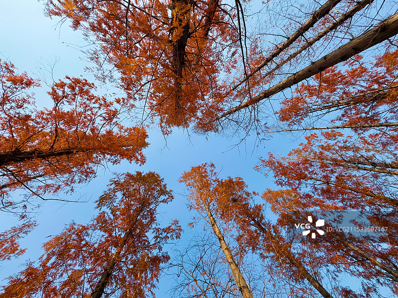 指向天空的红水杉图片素材