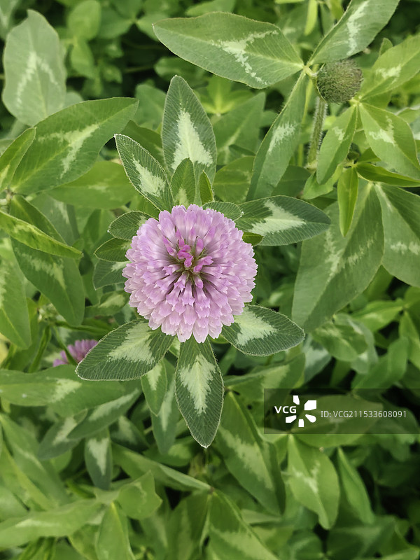 双生花图片素材
