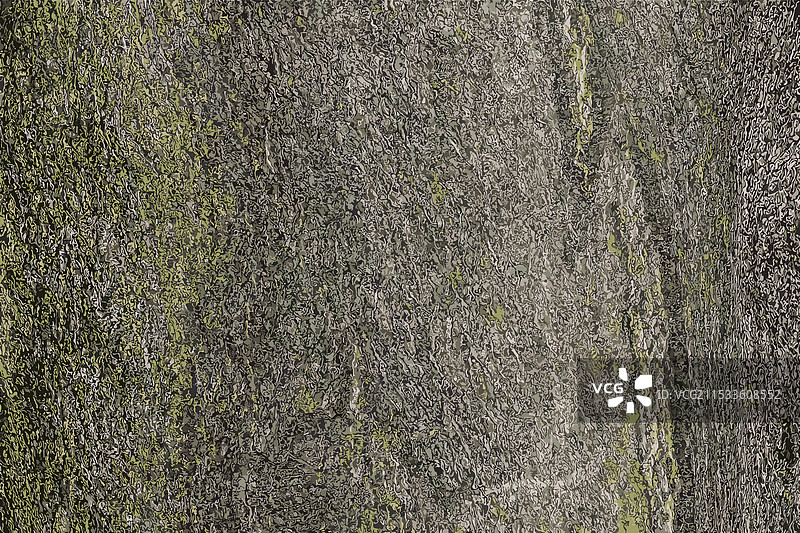 克拉德拉斯特斯·肯图基亚树皮图片素材