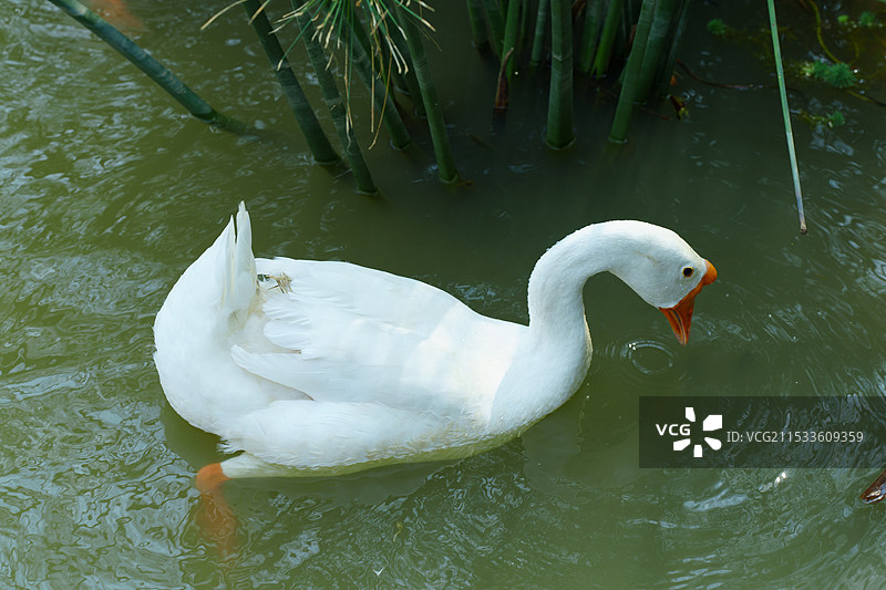 优雅的白鹅戏水图片素材