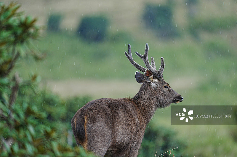 水鹿图片素材